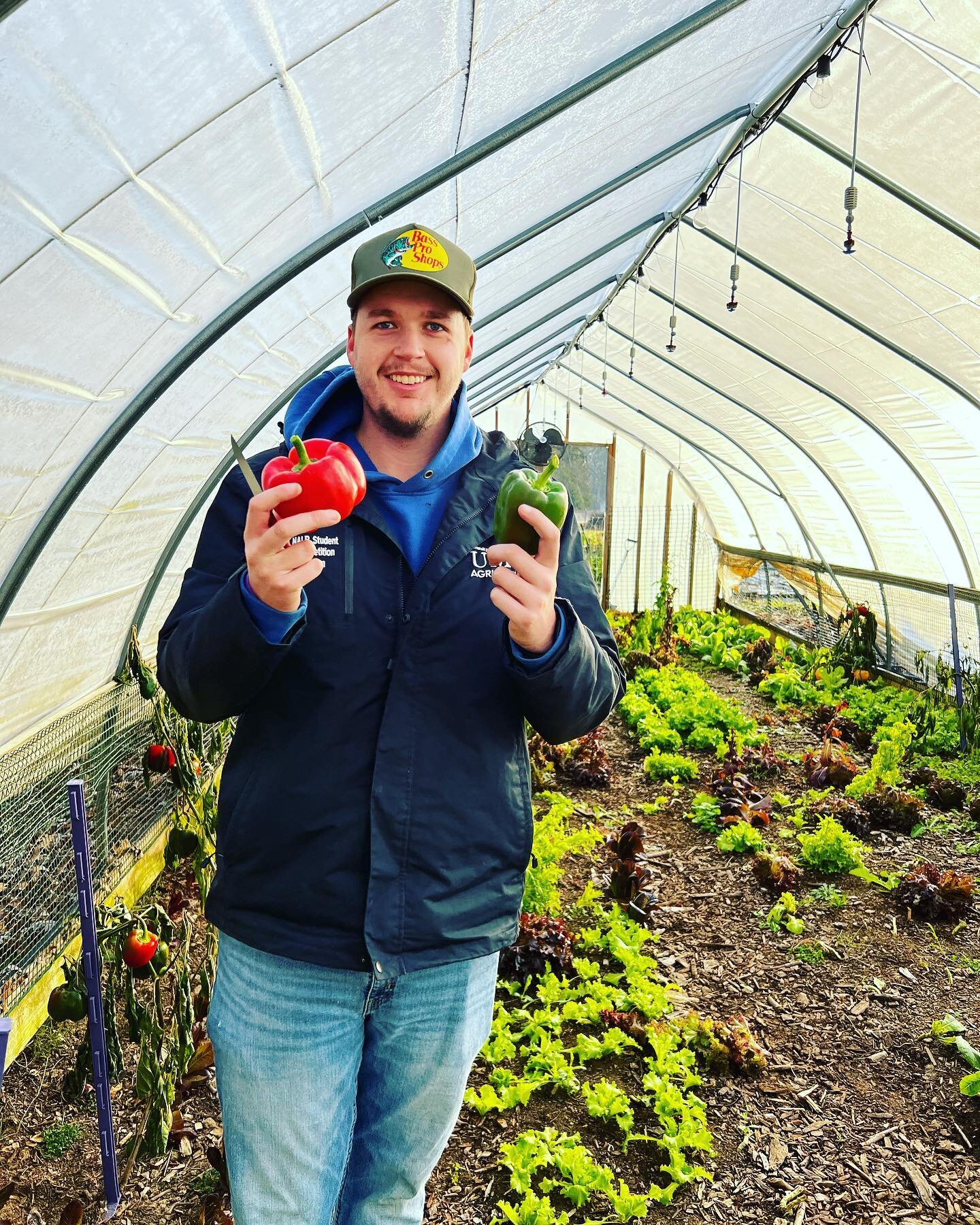 It&rsquo;s 25 degrees and Noah Tate is out picking peppers for the Harvest Market in Lexington 🥶🥶If only his name was Peter 🤣🤣.