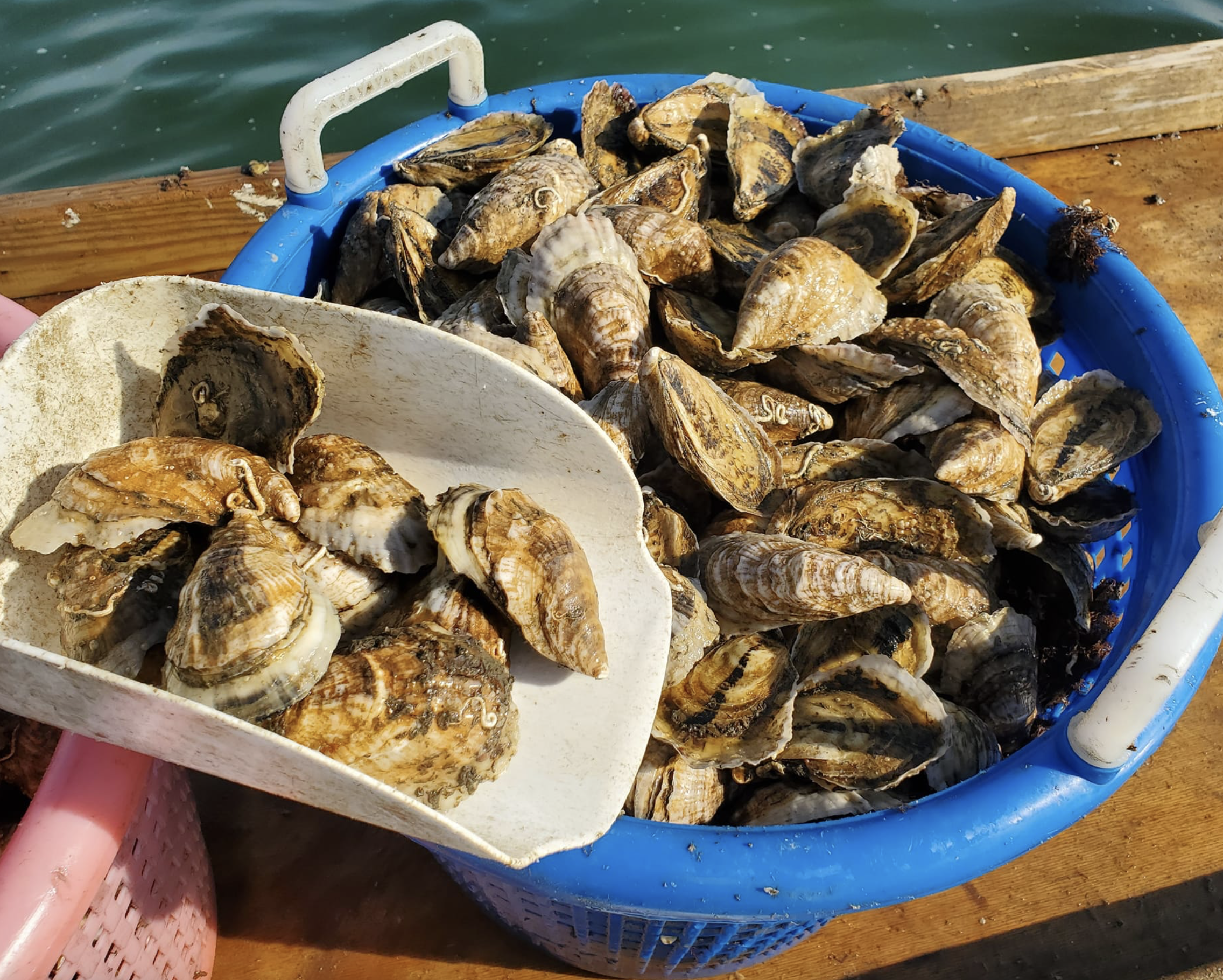 Screenshot 2025-06-19 at 5.53.21 PM.png