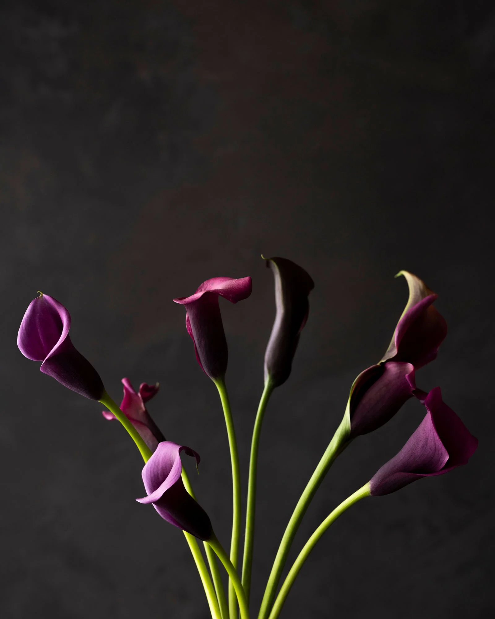 A bouquet of dark purple calla lilies to represent grief therapy treatment and Christian therapy in Fresno and Clovis California