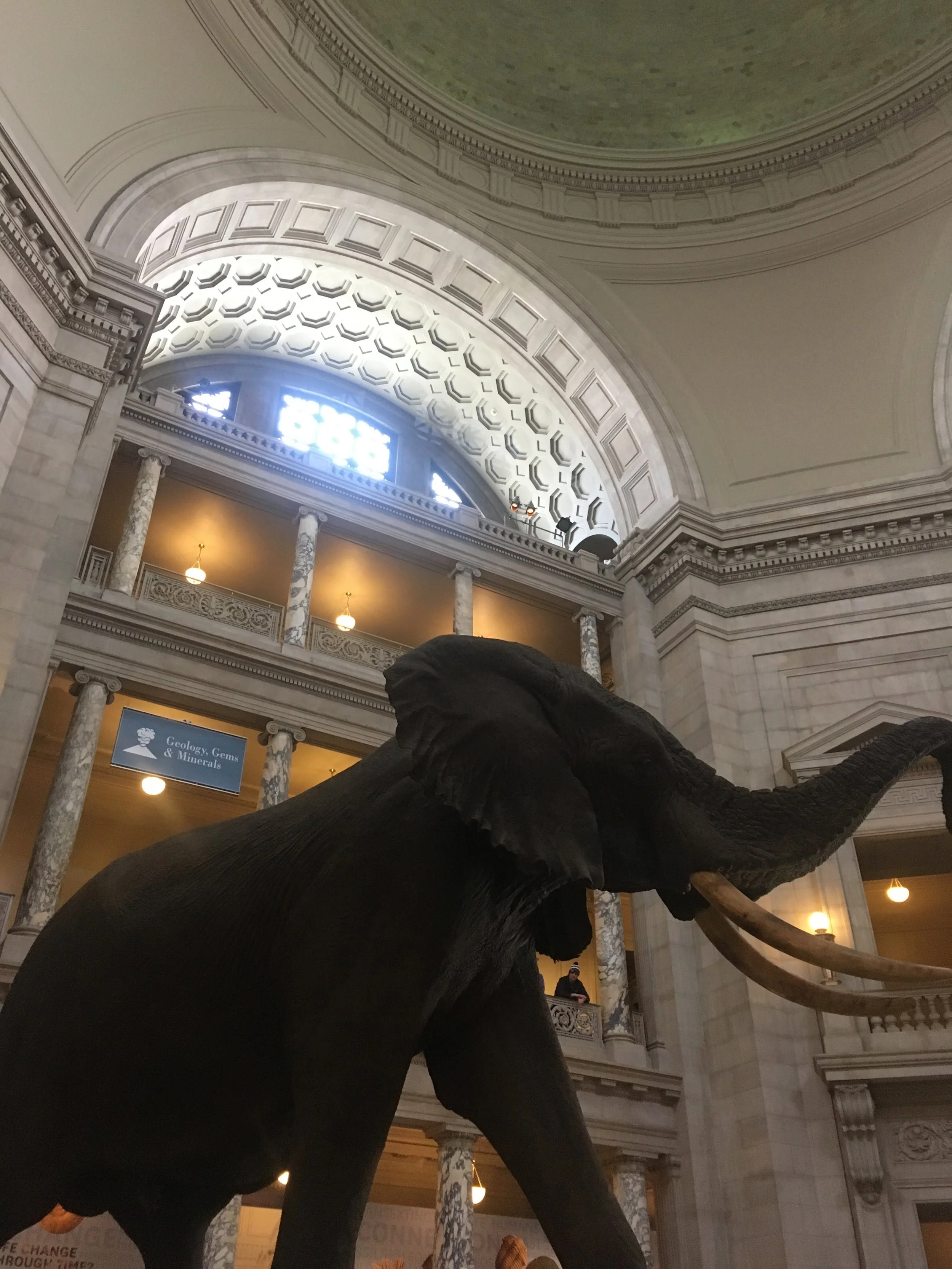 Checking out the Smithsonian Natural History Museum 