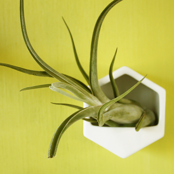 small hexagon wall planter with large air plant