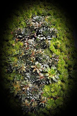 succulents-webpage.jpg