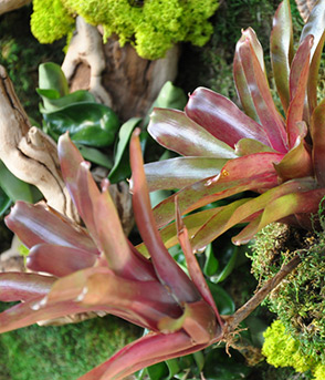 Bromeliad-webpage.jpg