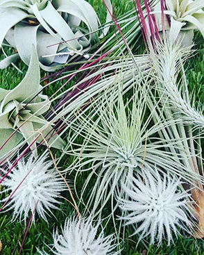 tillandsias-webpage.jpg