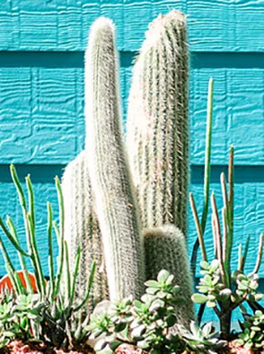 cactus-webpage.jpg