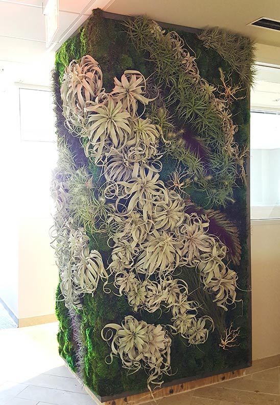 corner wrap-around living wall in AffiniPay offices
