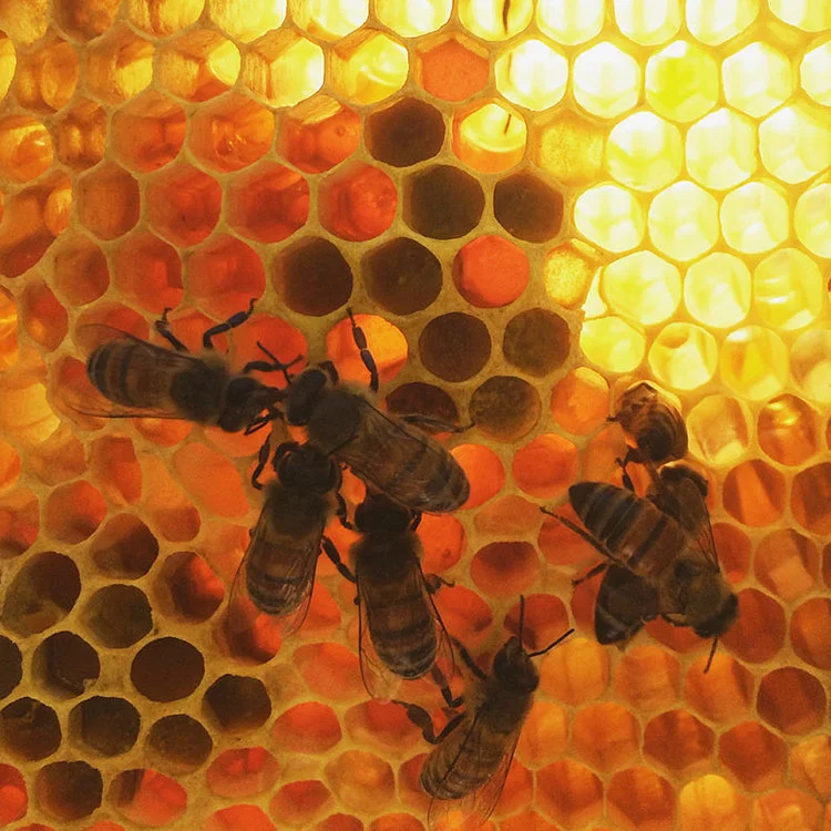 TXBW-bees-2.jpg