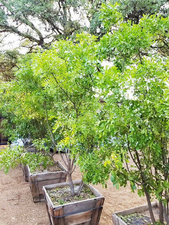 Huge Tree & Plant Sale