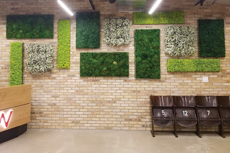 Geometric combo of living air plant wall and preserved moss wall | Keller Williams offices | Austin, TX
