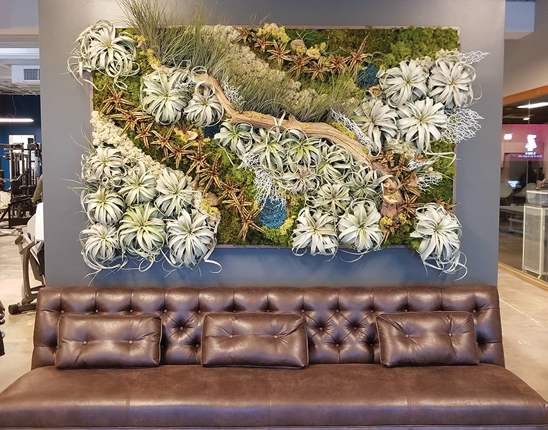 Living wall at Spero Rehab, Austin, TX