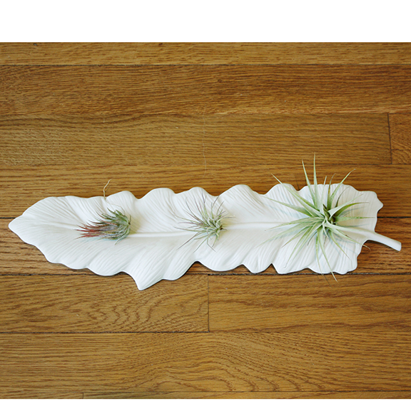 Actual air plants shipped may vary.