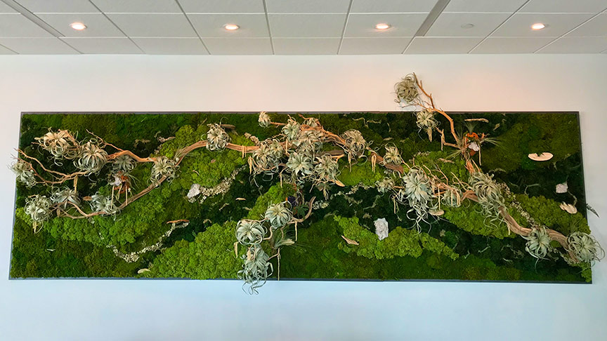 living tillandsias and preserved moss