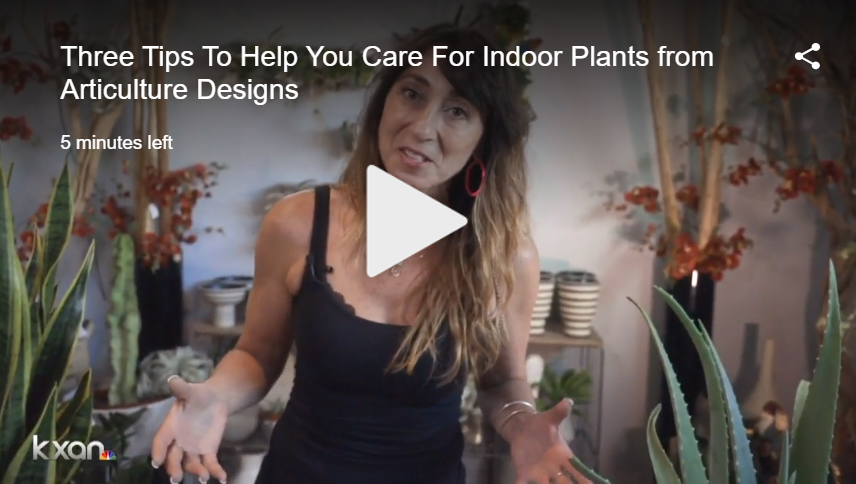  Three Tips for Indoor Plants (watch video)   KXAN’s Studio 512 visits the Articulture boutique to get expert advice from Monique Capanelli on caring for indoor plants — and getting creative with them too! 