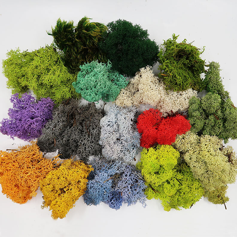 Reindeer Moss 5 Colors. Real Preserved Natural Moss for Crafts