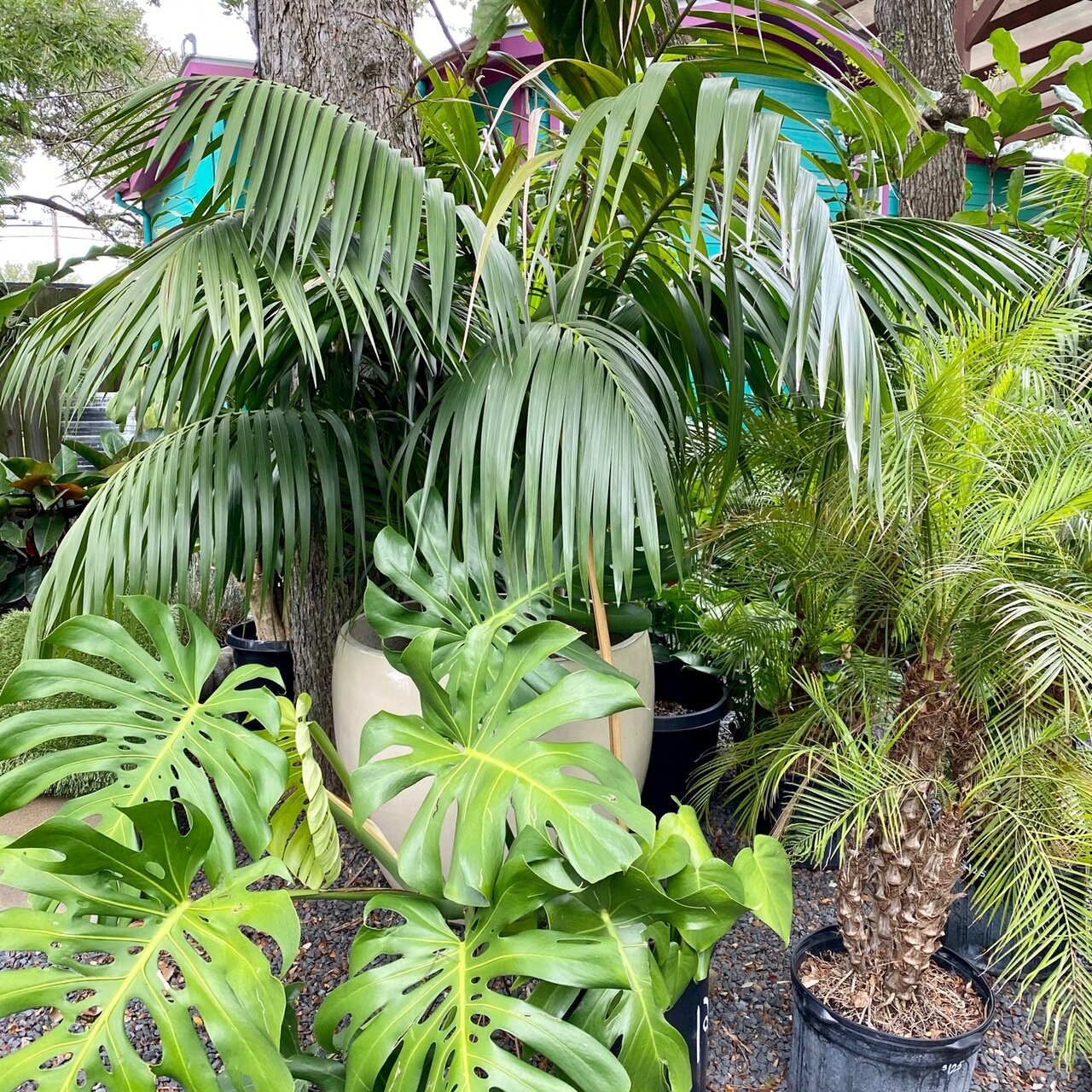 Fall Plant Sale