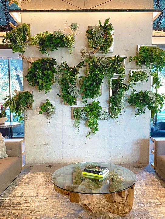 Indoor Hanging Plant Walls
