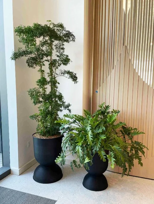 money tree yakima wa Braided Money Tree – Local Delivery in Portland
