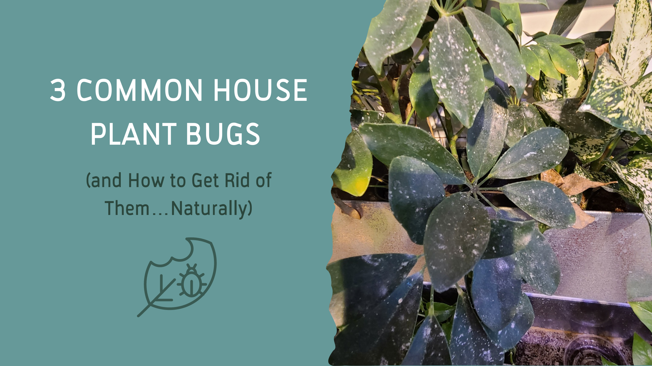 3 Common House Plant Bugs (and How to Get Rid of Them…Naturally) —  Articulture Designs