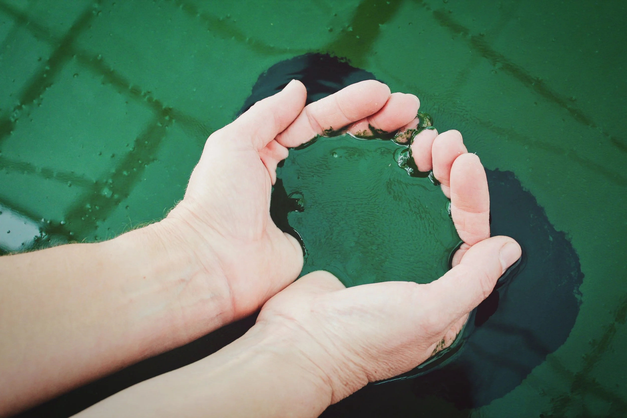 Hugs to Headlocks and Green Algae Guts