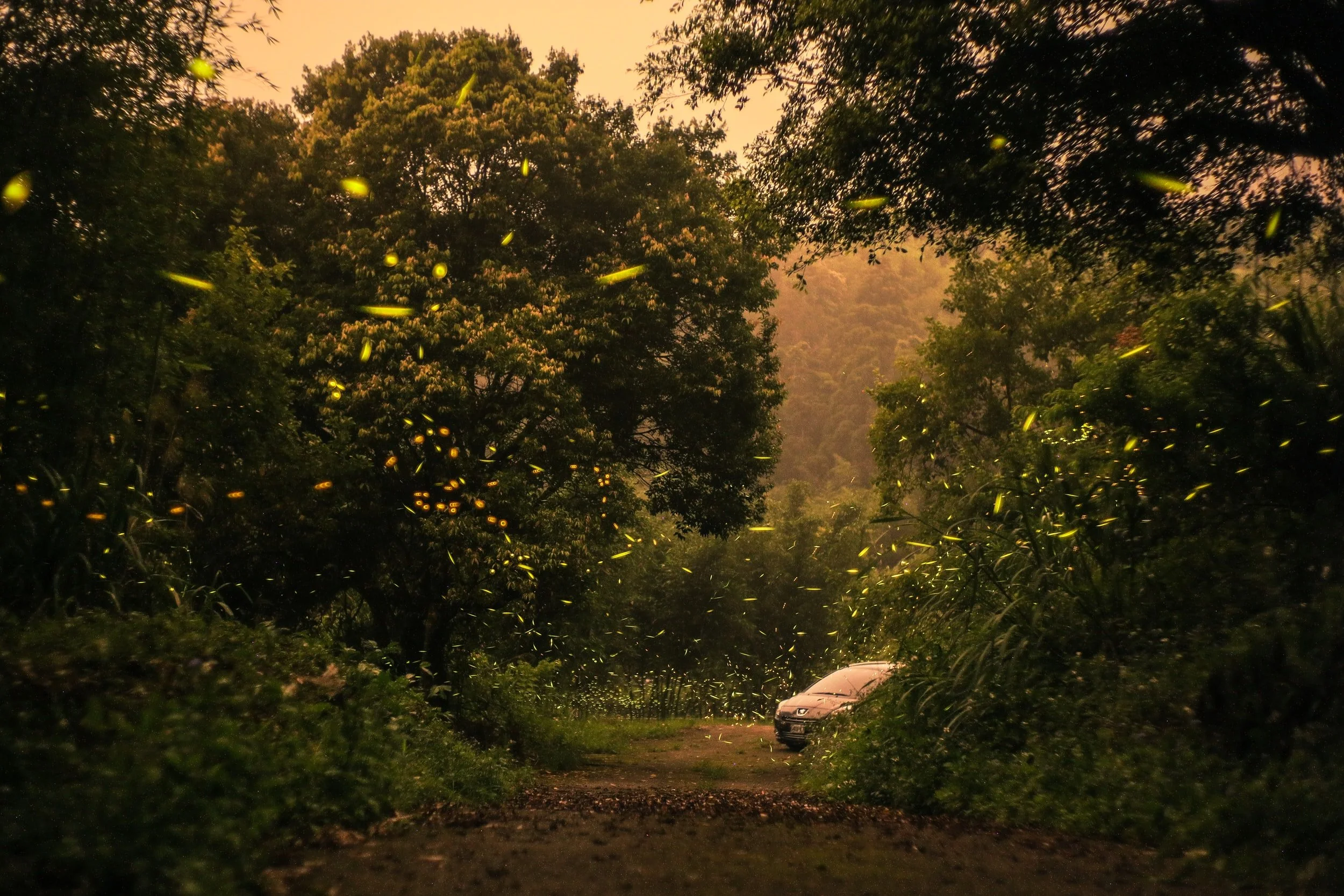 Wild Earth
