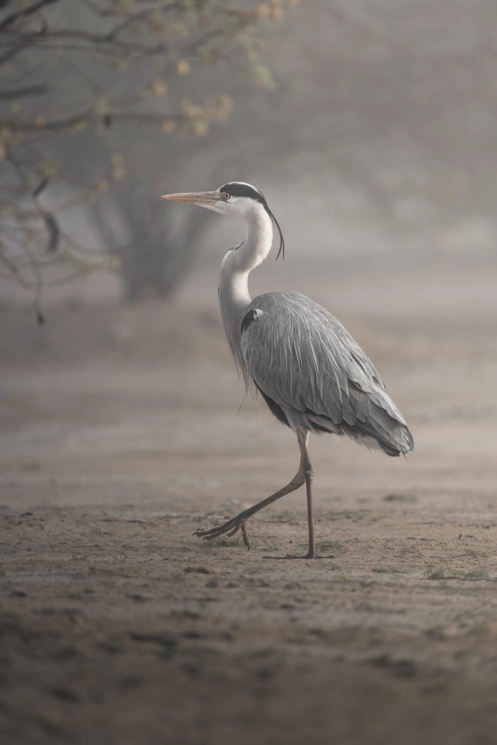 Karen and the Heron