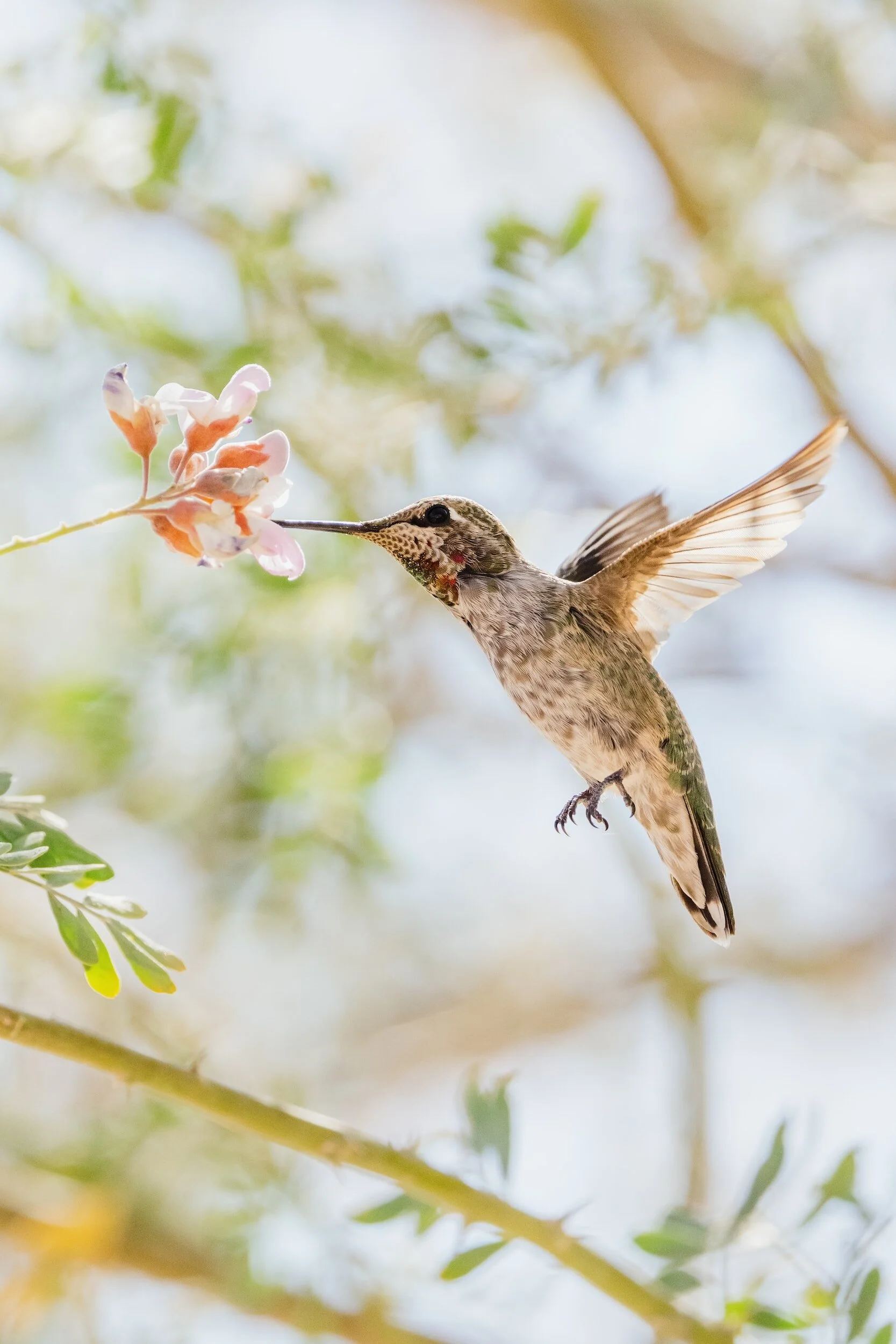 Hummingbird