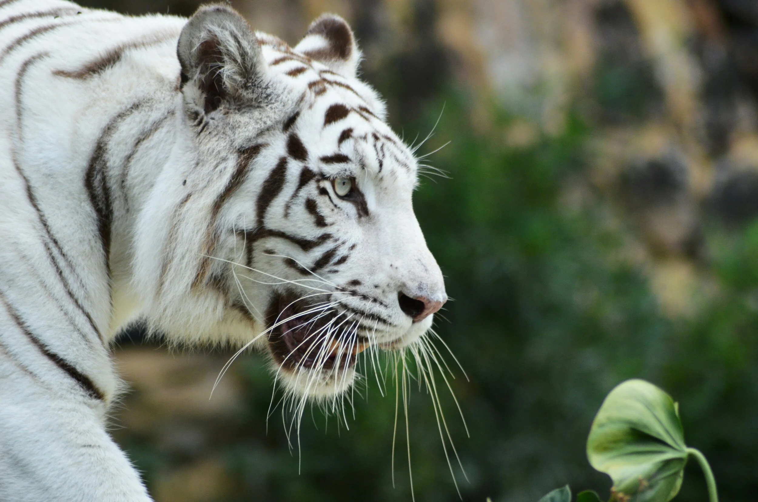 Panda and Tiger