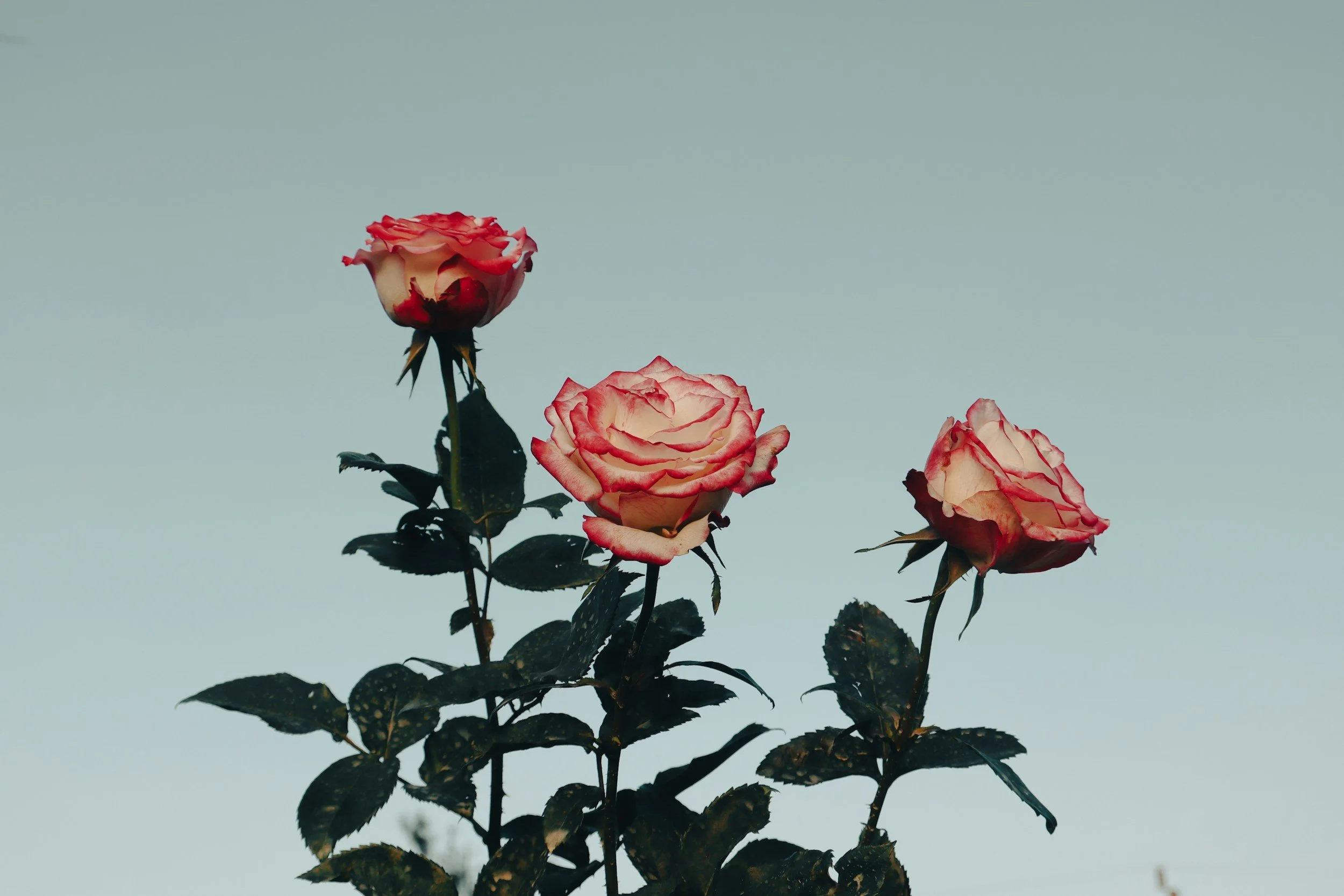 Hard to Love