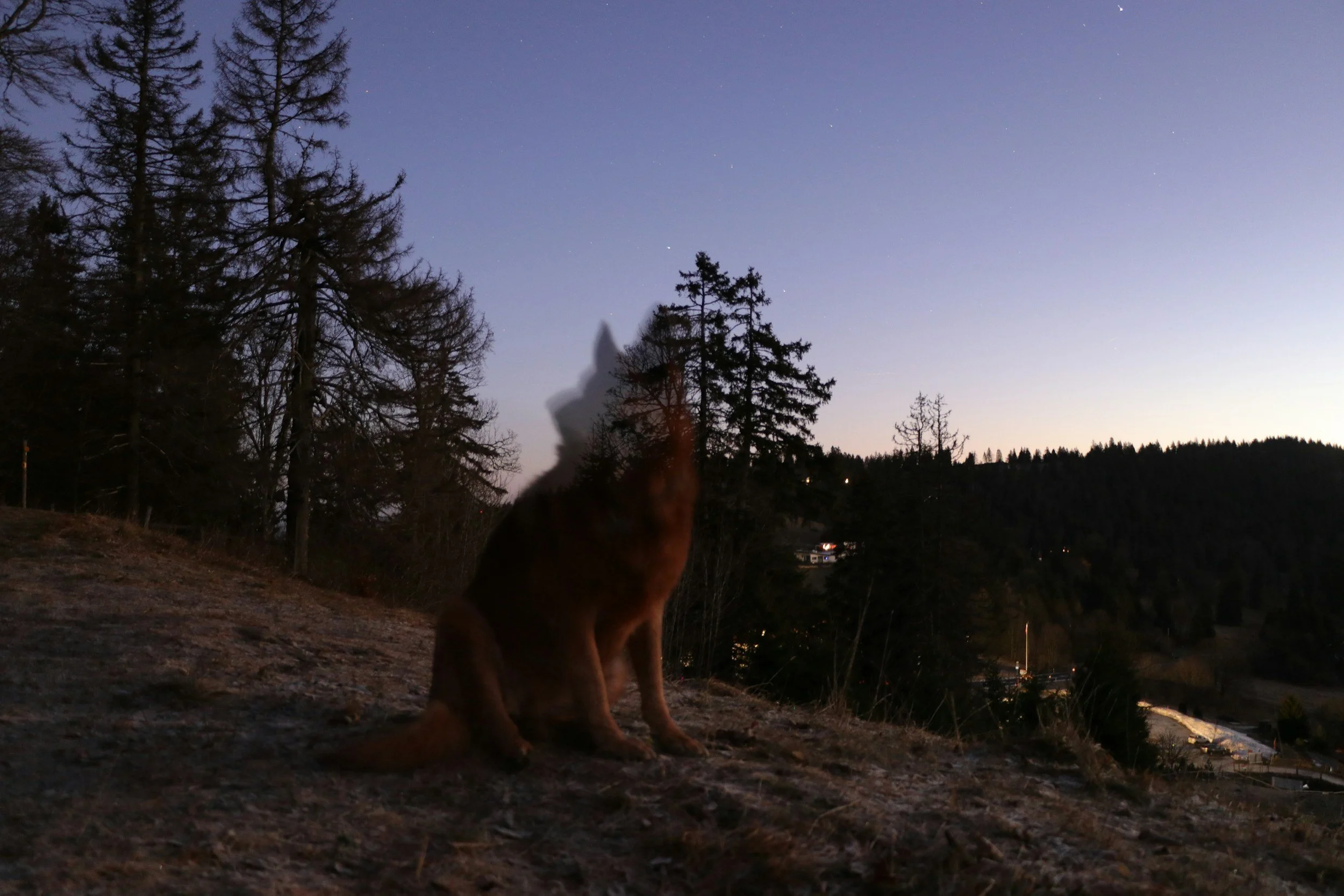 Wolf Howls