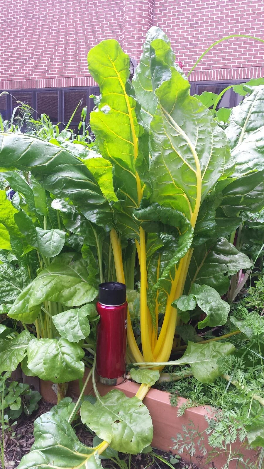 chard.jpg
