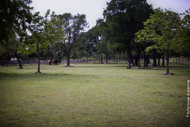 5046-pasture.jpg