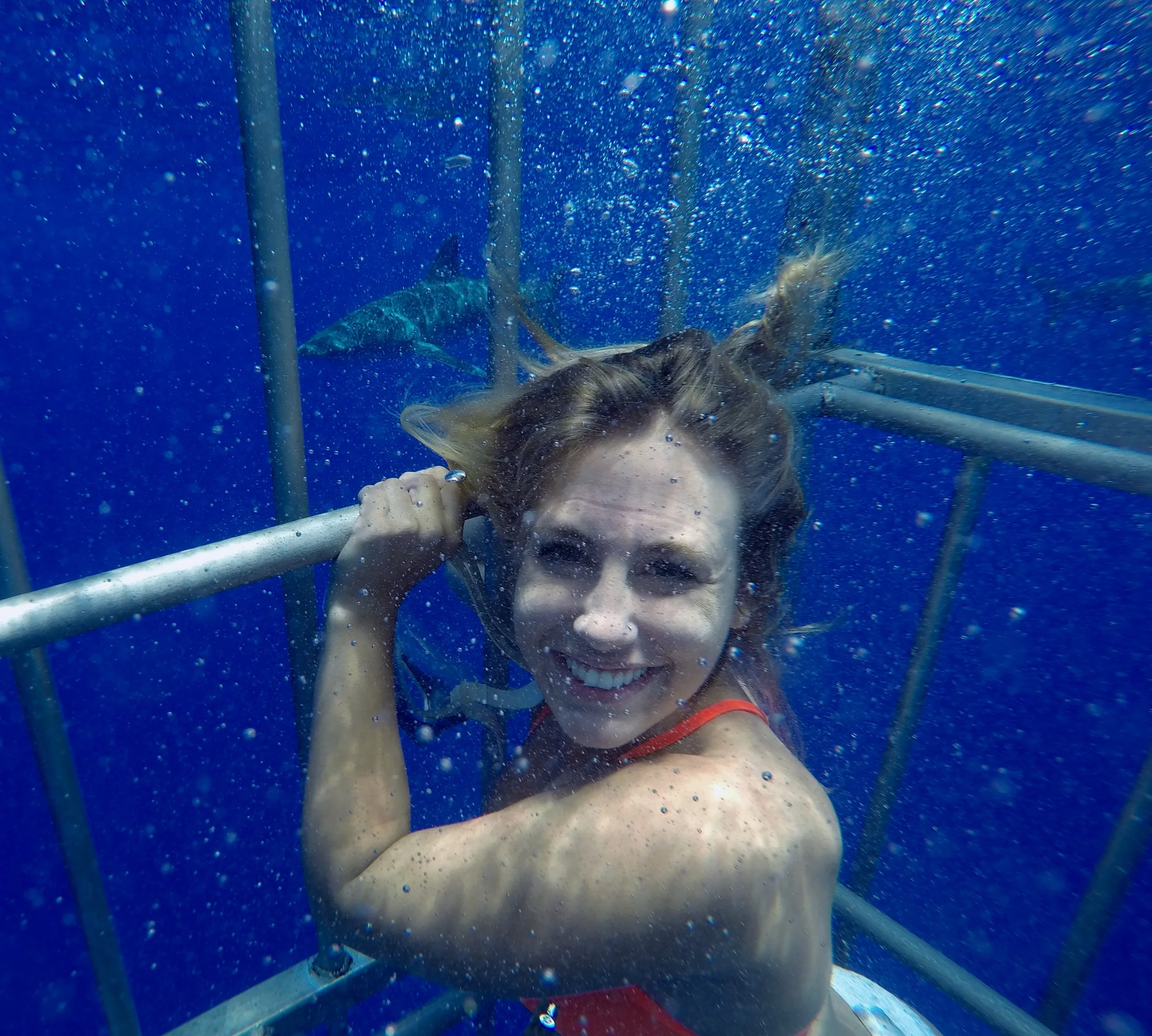 Shark Cage Diving