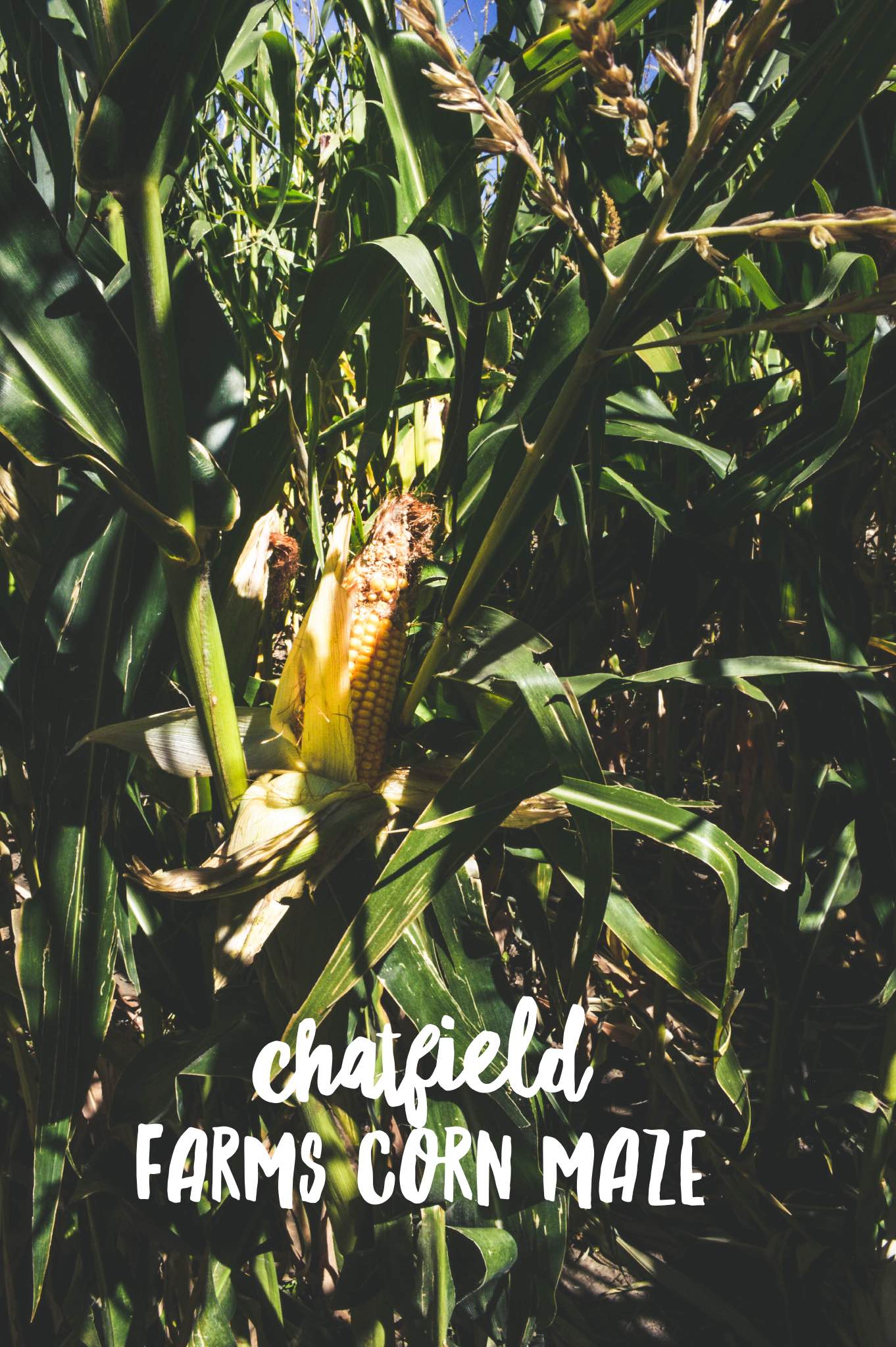 Chatfield Farms Corn Maze + SaltWaterVibes