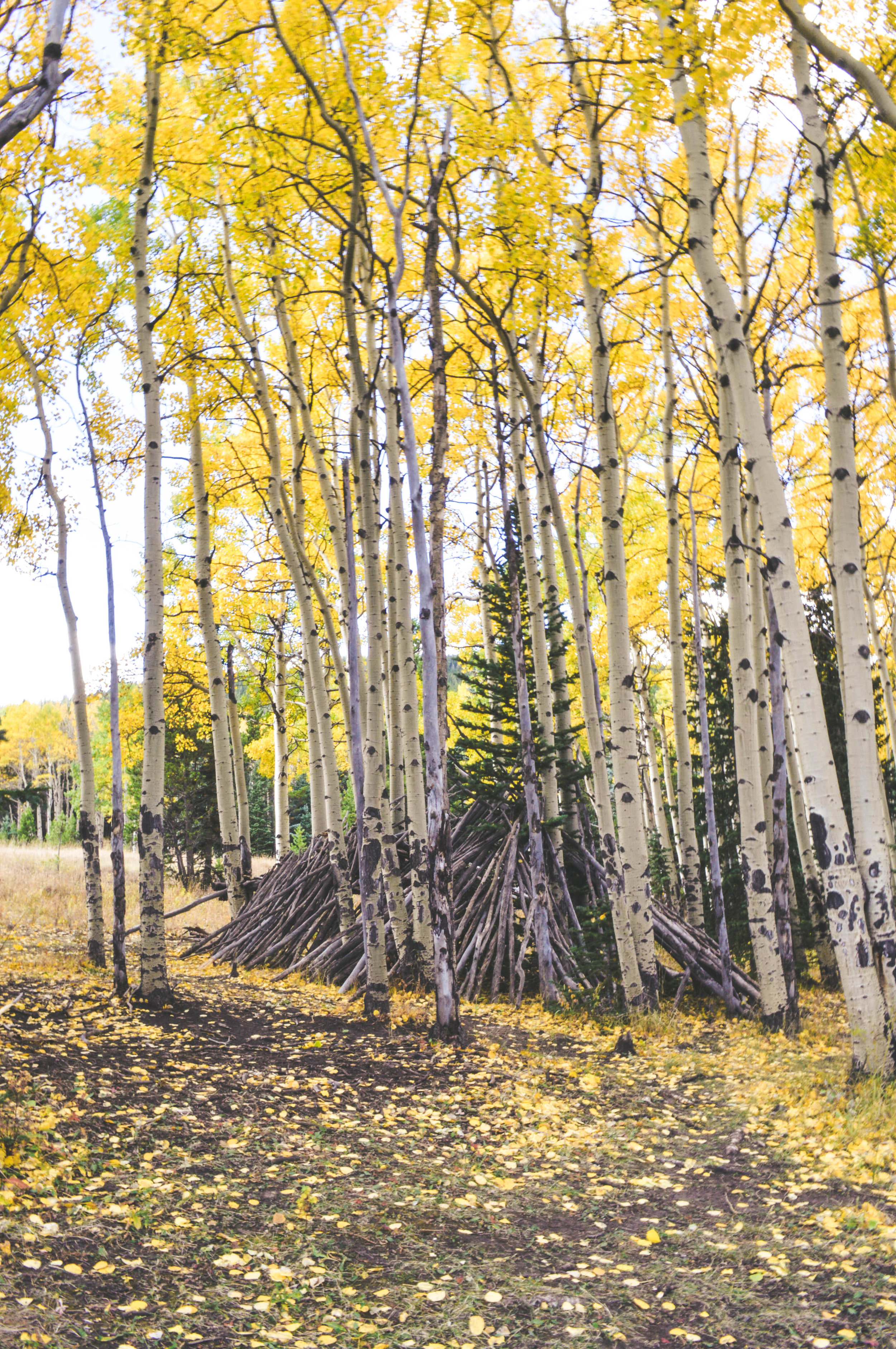 Where to See Golden Aspens in Colorado + SaltWaterVibes