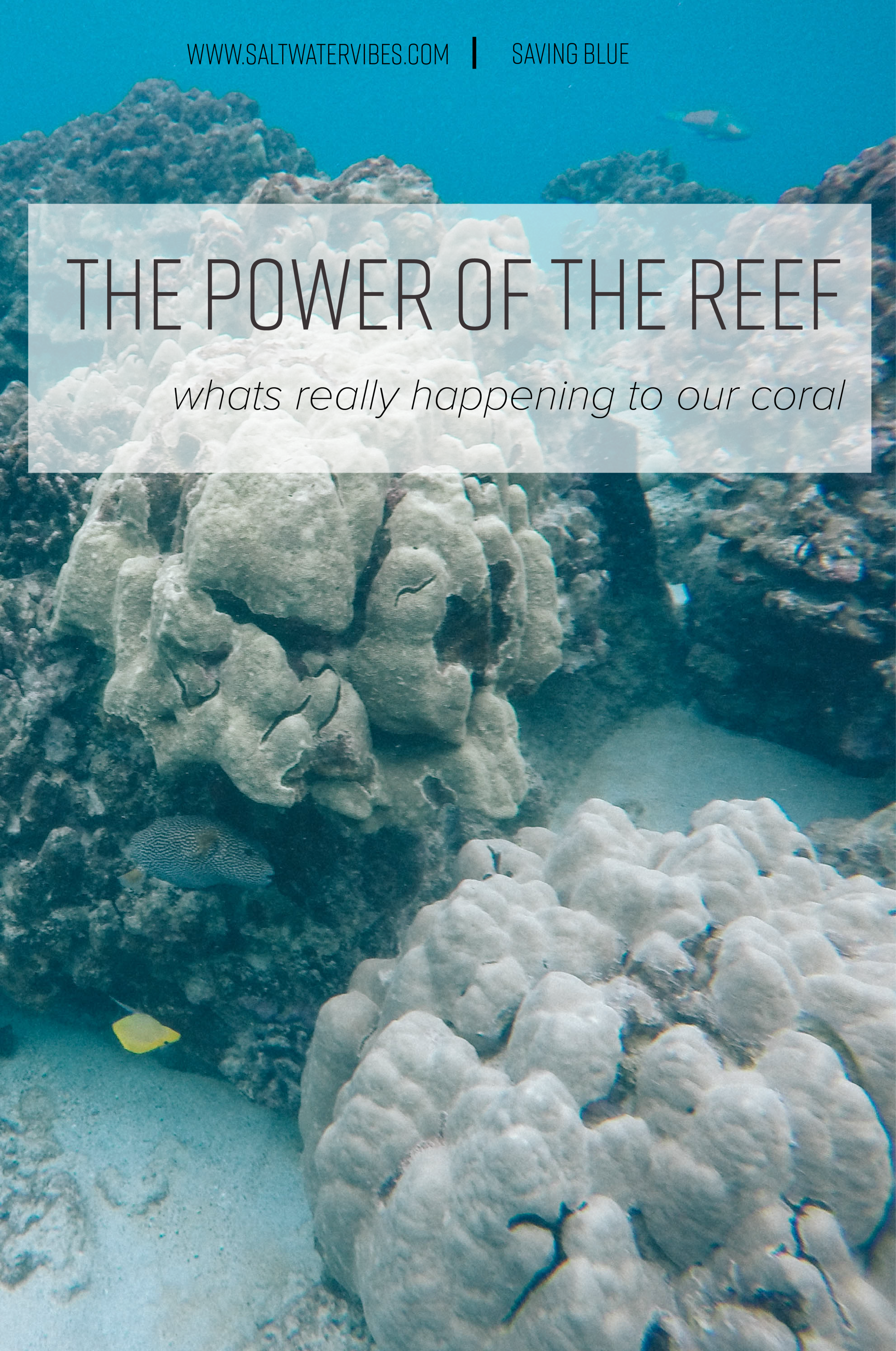 Knowing: Coral Reefs + SaltWaterVibes