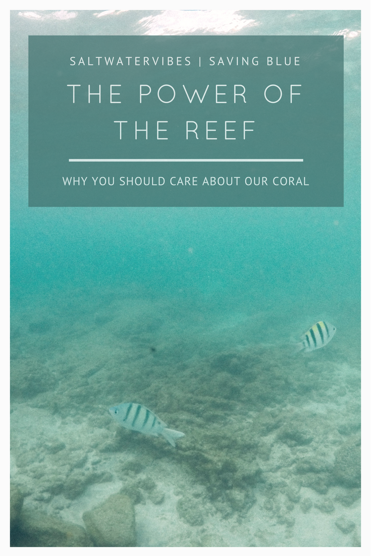 Caring: Coral Reefs + SaltWaterVibes