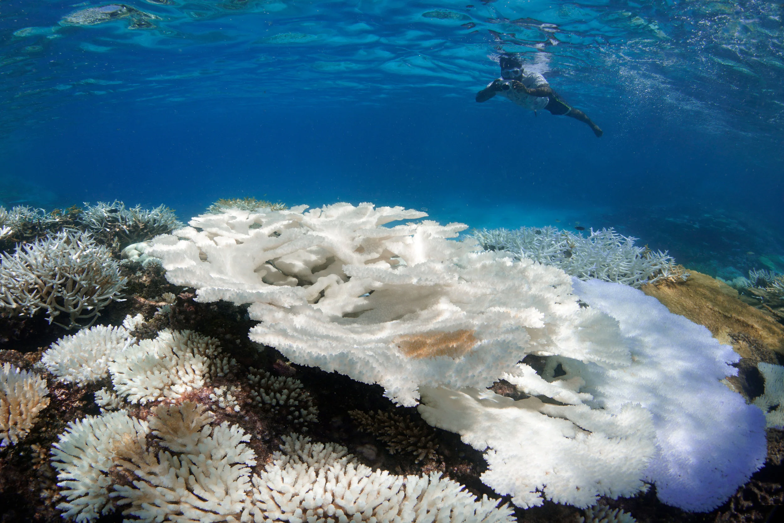 Image Source The Ocean Agency / XL Catlin Seaview Survey / Richard Vevers