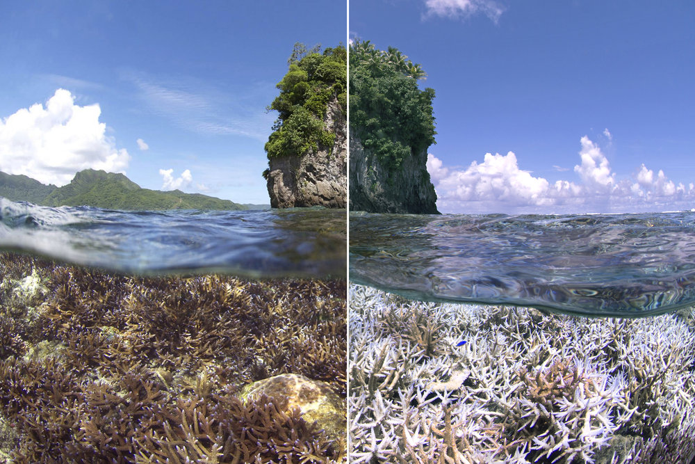 Caring: Coral Reefs 