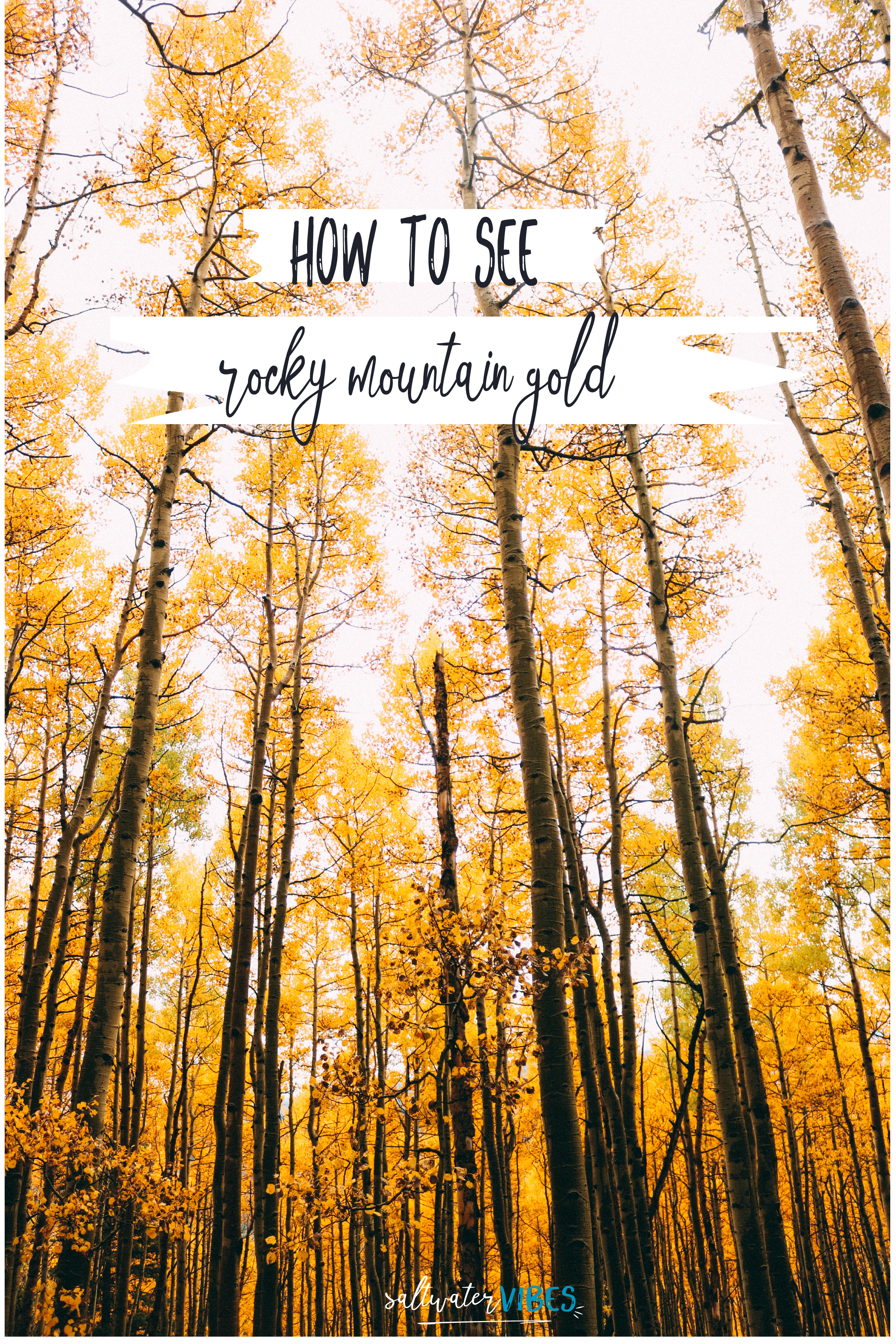 Where To See Golden Aspens In Colorado | SaltWaterVibes