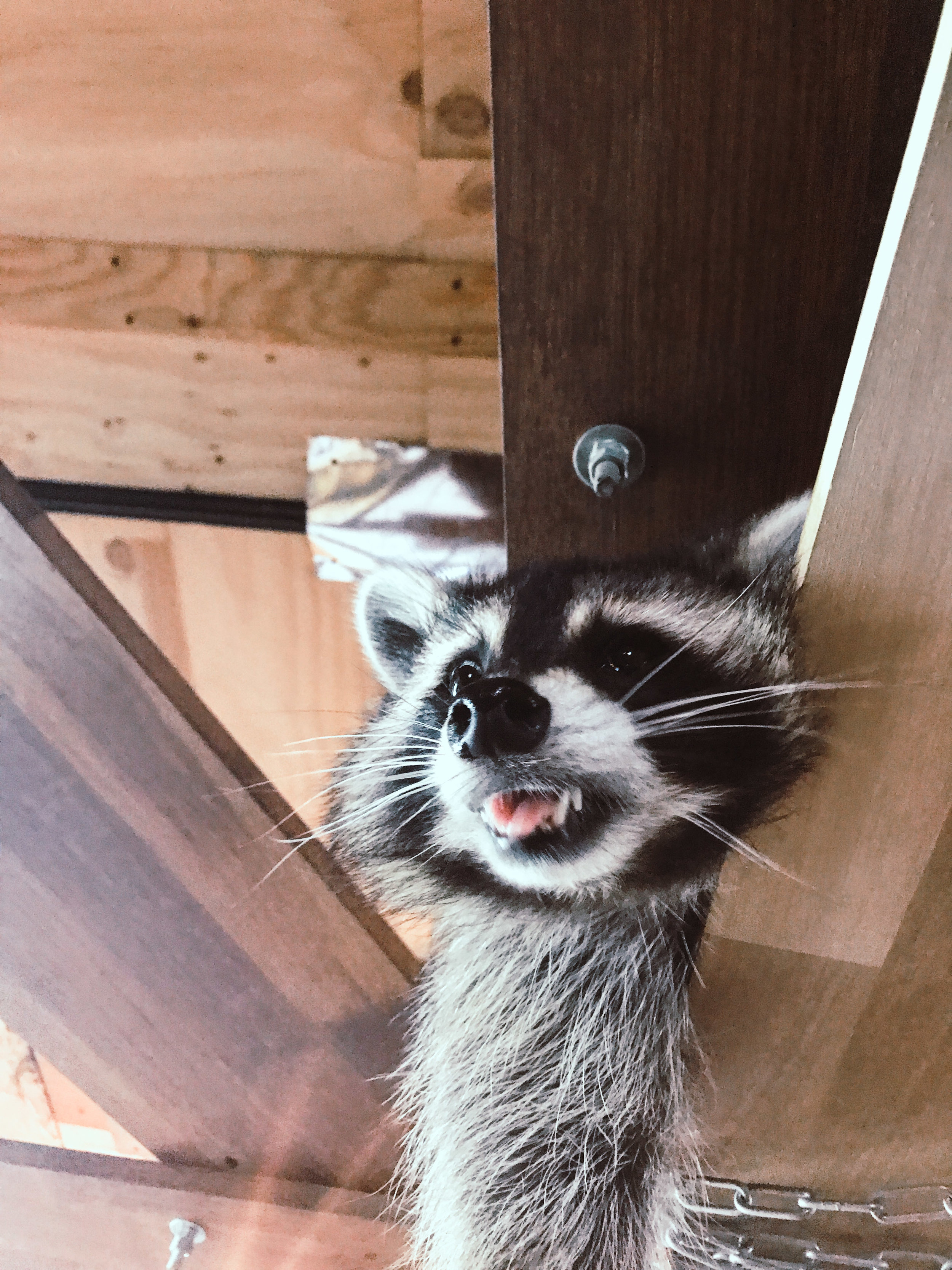 Seoul Raccoon Cafe | SaltWaterVibes