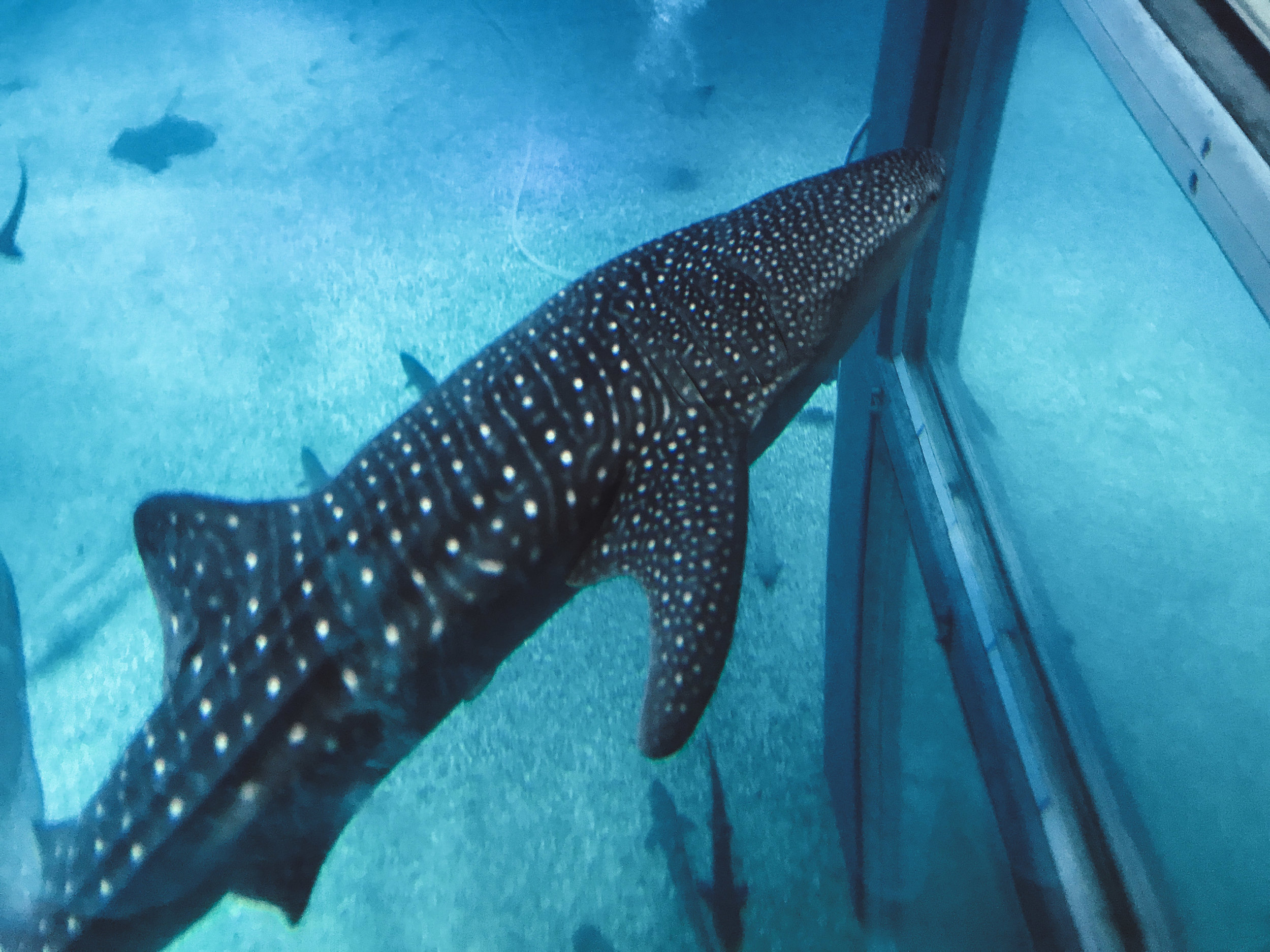 Osaka Aquarium and Tempozan Ferris Wheel | SaltWaterVibes