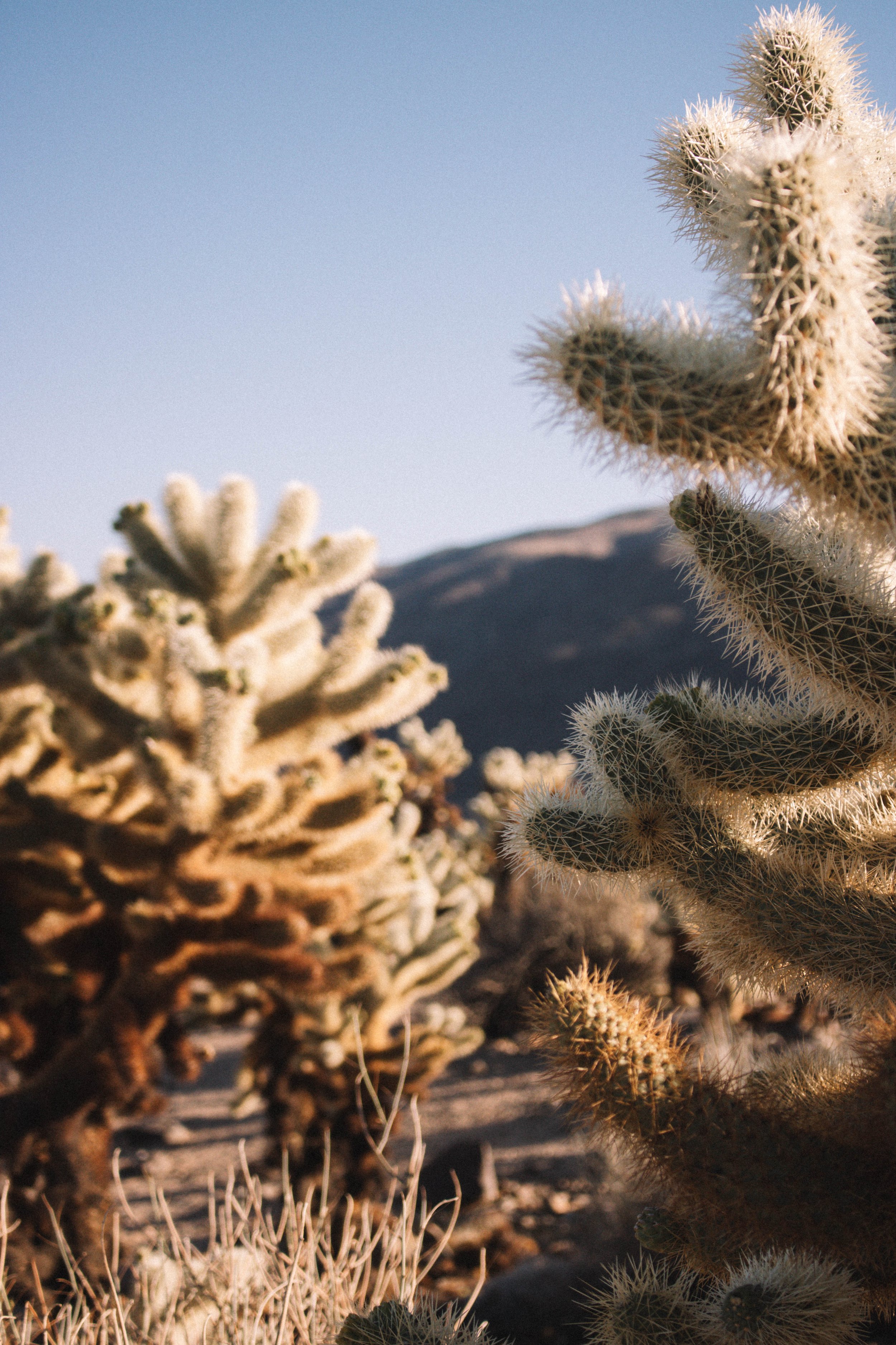 Joshua Tree National Park | SaltWaterVibes