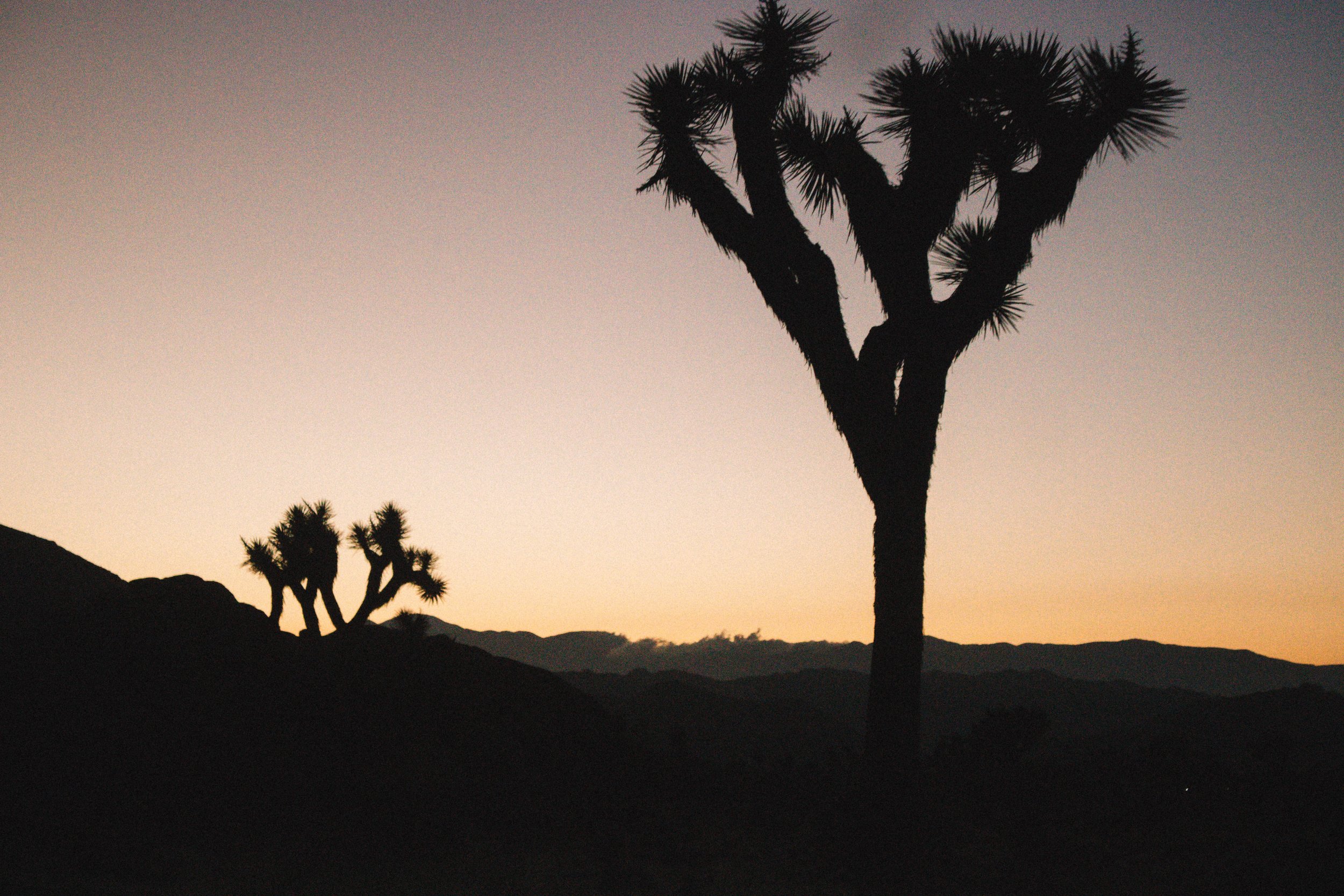 Joshua Tree National Park | SaltWaterVibes