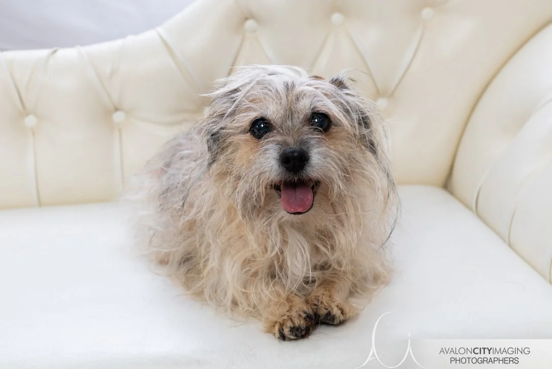 Adelaide Pet Photography 0D7A6707.jpg