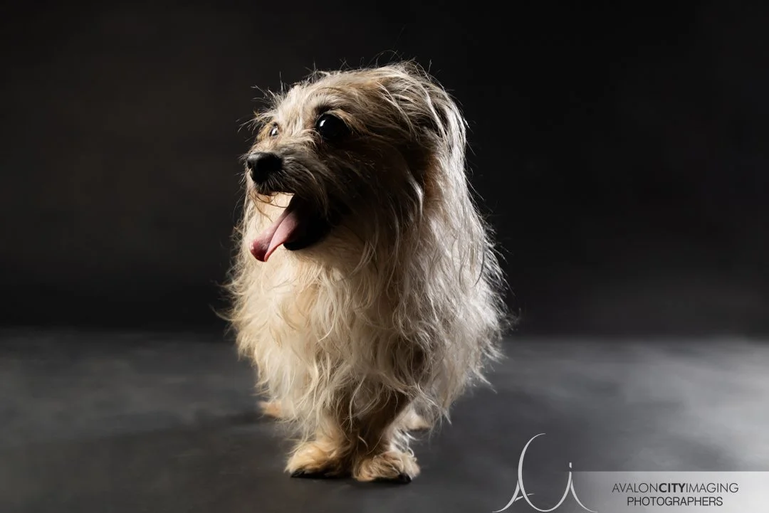 Adelaide Pet Photography 0D7A6806.jpg
