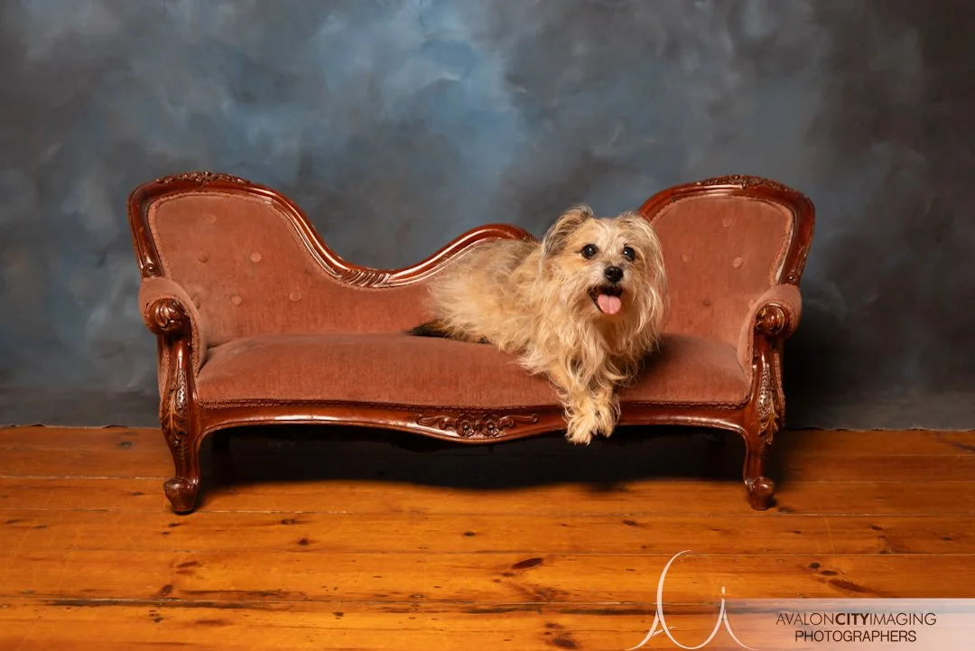 Adelaide Pet Photography 0D7A6991.jpg