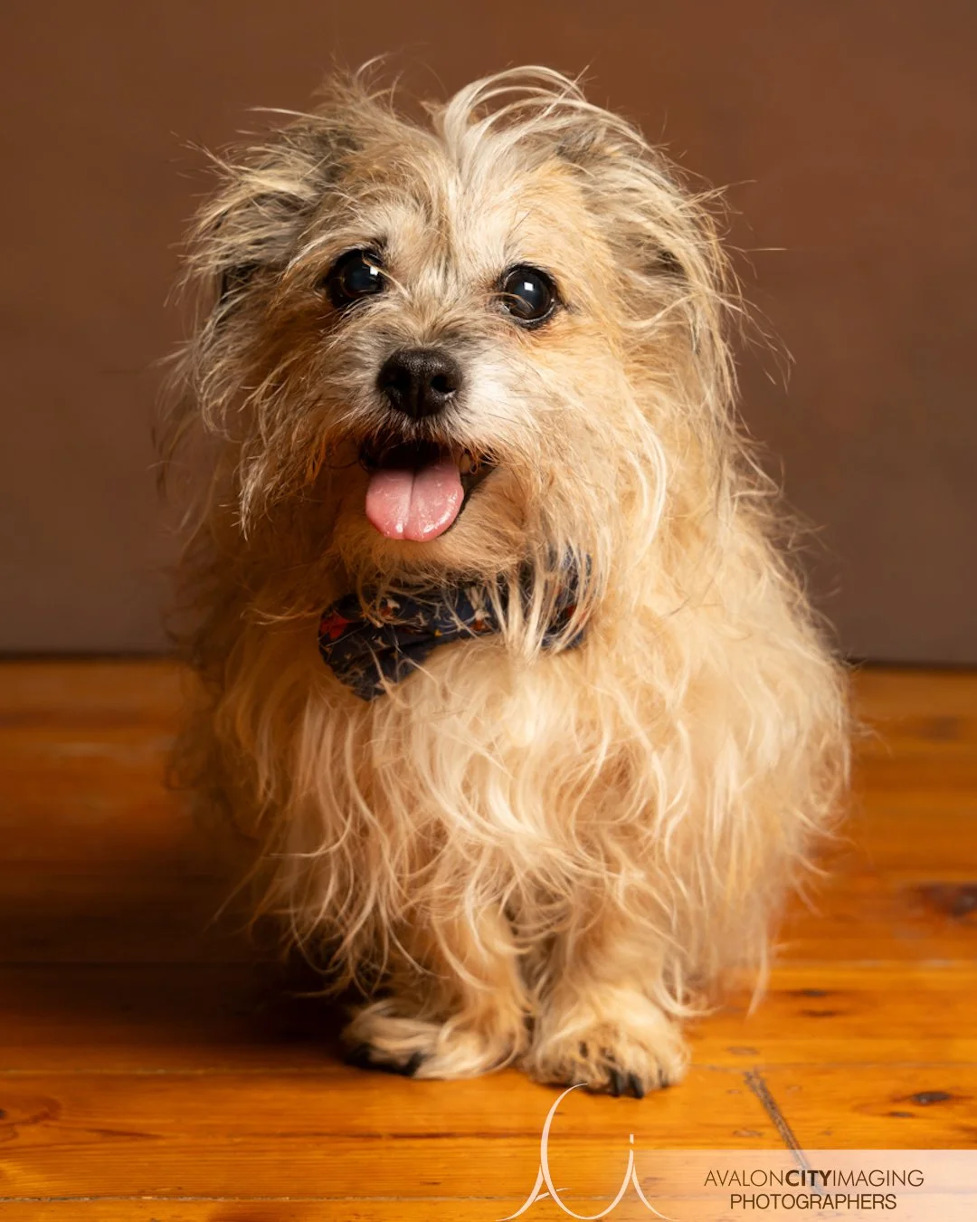 Adelaide Pet Photography 0D7A7080.jpg