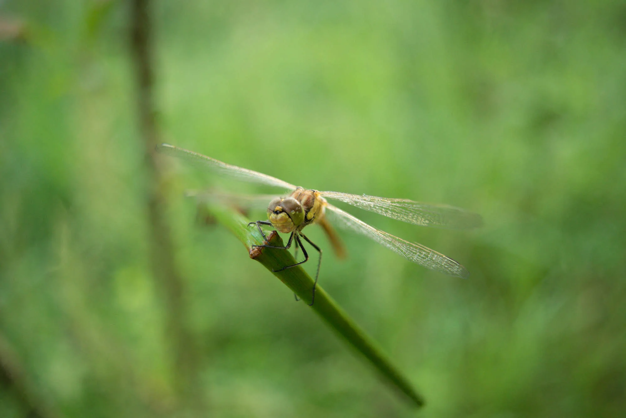 Libelle_1201.jpg