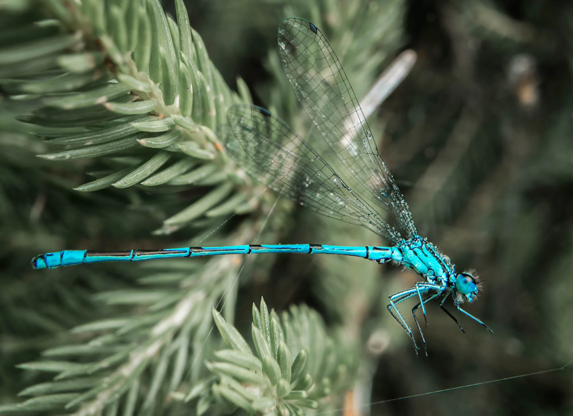 Libelle_blau_DS.jpg