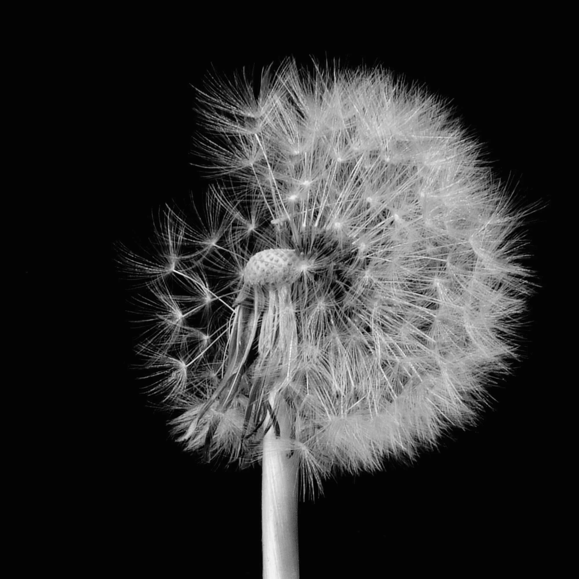Pusteblume_psd_halb_bw_q.jpg